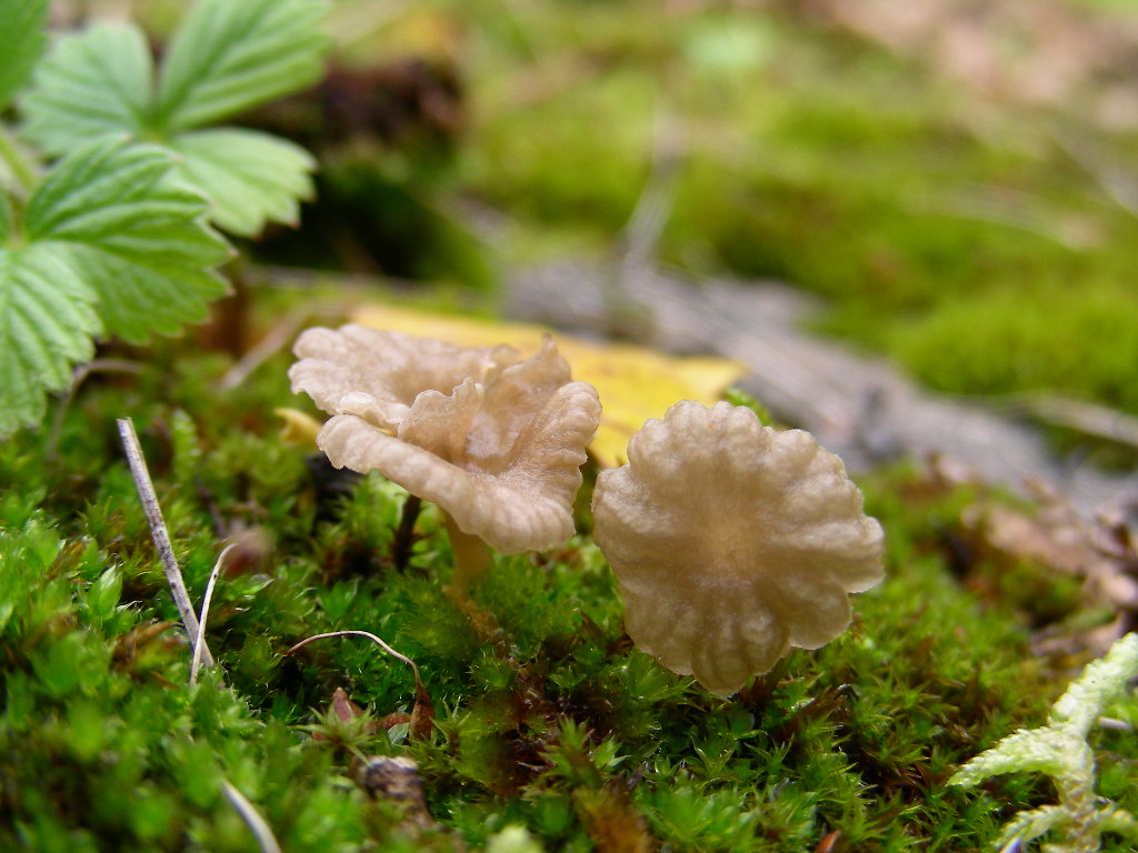 In quale genere...???